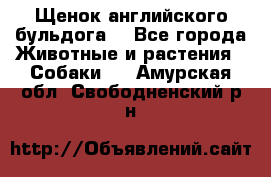 Щенок английского бульдога  - Все города Животные и растения » Собаки   . Амурская обл.,Свободненский р-н